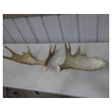 moose sheds, found in Amasa area