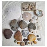 Fossils, Rock & Shells