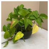 Philodendron In Water Bowl