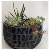 Potted Succulent & Aloe Plants