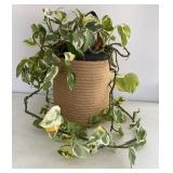 Pearls & Jade Pothos Potted Plant