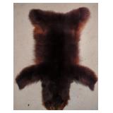 Real Taxidermy Brown Bear Area Rug 48" L