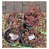 Four Sedum Firecracker PlantsBidding 4x The