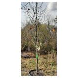 Cercis Can Merlot Redbud, 9ft H