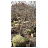 Serviceberry Alm Bril, 6.5ft H