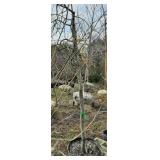 Lavender Twist Weeping Redbud, 5.5ft H