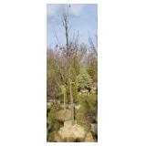 Emerald City Tulip Tree 2" Diameter Trunk 10