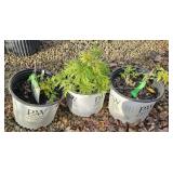 Three Lemony Lace Elderberry Plants, 3 Gallon