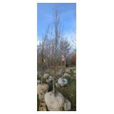 Carpinus Palisade 1.75" Trunk 10.5 ft Tall