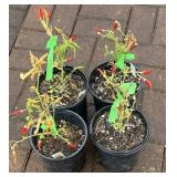 7.5 Inch Ornamental Peppers. Bidding 4X The