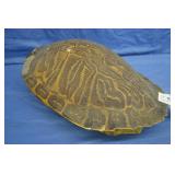 9" x 13" Genuine Turtle Shell