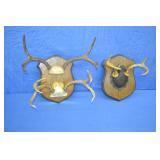 3 Deer Antler Racks Mounted on Board