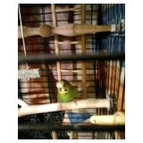 Male parakeet bird with cage/essentials