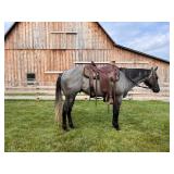 Lot# 445 4 Yr Old AQHA Gelding Sire: PK Sir Tags Dam: Savanna Derby