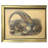 Vintage Framed Litho "Lady Amherst Pheasant"