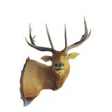 Five Point Mounted Elk Shoulder