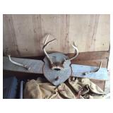 Antlers on wood