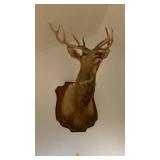 Elk Taxidermy