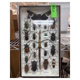 INSECT TAXIDERMY SET BEETLES / WALKING STICK MORE