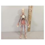 Anatomy teaching aid, vascular and anatomy, clear