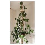 Hoya pubicalyx Potting Hanging House Plant