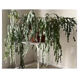 Schlumbergera Christmas Cactus Potted Plant