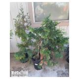 (3) Assorted B-Grade Japanese Cedars