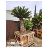 Large Sago Palm in 48" Box