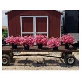 5 Hardy Pink Evergreen Azalea Plants