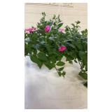 Petunia Pink 10" Hanging Basket