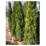 Emerald Green Arborvitae Approx. 10