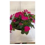 Compact Rose Glow 10" Hanging Baskets