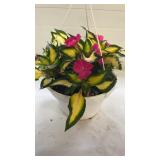 Compact Tropical Rose 10" Hanging Basket