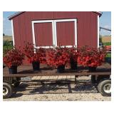 5 Hardy Red Evergreeen Azalea Plants