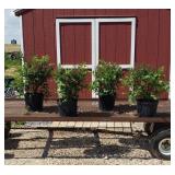 4 Fragrant Pink Miss Kim Dwarf Lilac Plants