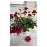 Ivy Geranium Burgundy 10" Hanging Basket