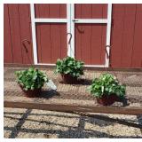 3 Everbearing Strawberry Hanging Baskets