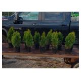 12 Emerald Green Arborvitae Trees