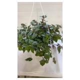 Marinka Fuchsia 10" Hanging Basket