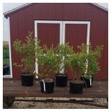 3 Sweetheart Double Pick Blueberry Plants