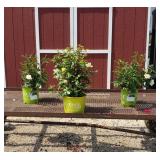 3 Sunny Yellow Knockout Rose Plants