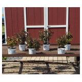 6 Wine & Roses Weigelia Plants