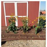 4 Goldtrum Black-Eye Susan Plants