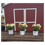 3 Prime Limelight Sun Hydrangea Plants