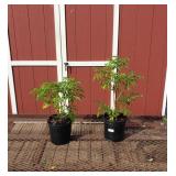 2 Elderberry Plants-Pollinator Pair