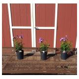 3 Laura Purple Garden Phlox Plants