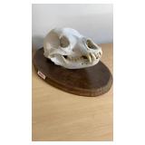 Bear Skull Mount