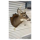 Buck (Deer) Mount