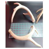 Lot of 4 Anlters, Found Sheds in Kansas!