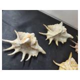 Assorted Sea-Shells